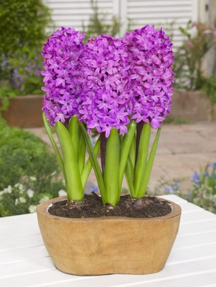 Hyacinthus Richmond — Mor