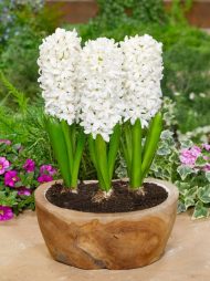 Hyacinthus White Pearl — Beyaz