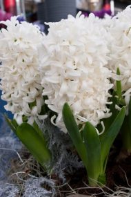 Hyacinthus White Pearl — Beyaz