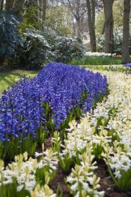 Hyacinthus White Pearl — Beyaz