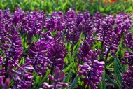 Hyacinthus Woodstock — Mor