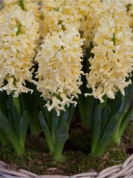 Hyacinthus Yellow Queen — Sarı