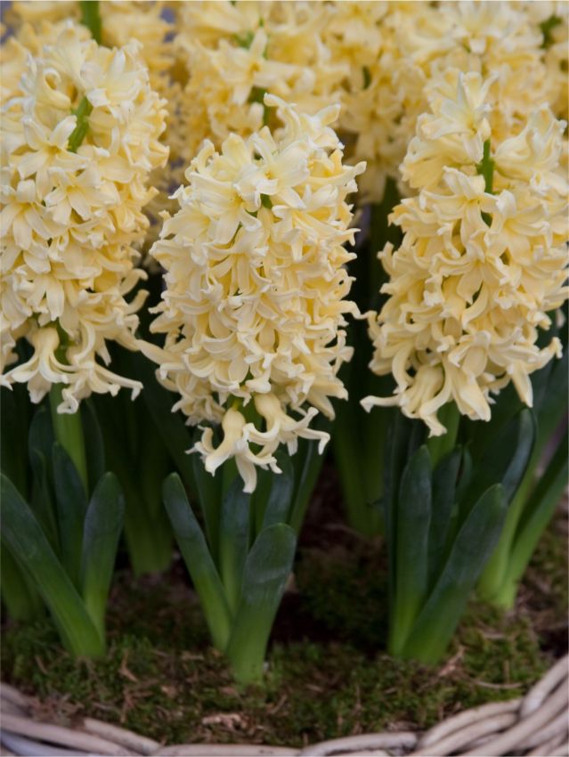 Hyacinthus Yellow Queen Hyacinthus Yellow Queen — Sarı