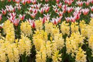 Hyacinthus Yellow Queen — Sarı