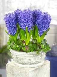 Hyacinthus Blue Pearl — Mavi