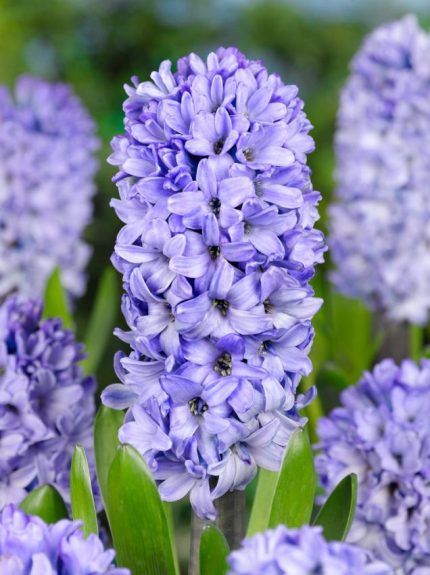 Hyacinthus Blue Star — Mavi