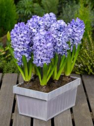Hyacinthus Blue Star — Mavi