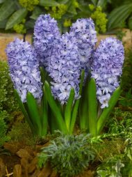 Hyacinthus Blue Star — Mavi