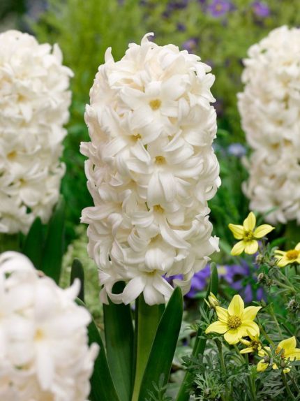 Hyacinthus Carnegie — Beyaz