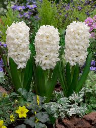Hyacinthus Carnegie — Beyaz