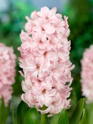 Hyacinthus China Pink — Pembe