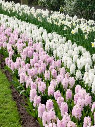Hyacinthus China Pink — Pembe