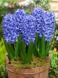 Hyacinthus Delft Blue — Mavi