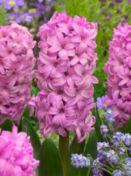 Hyacinthus Fondant — Pembe