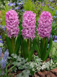 Hyacinthus Fondant — Pembe
