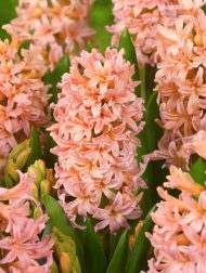 Hyacinthus Gipsy Queen — Turuncu