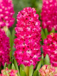 Hyacinthus Jan Bos — Kırmızı