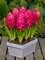 Hyacinthus Jan Bos — Kırmızı