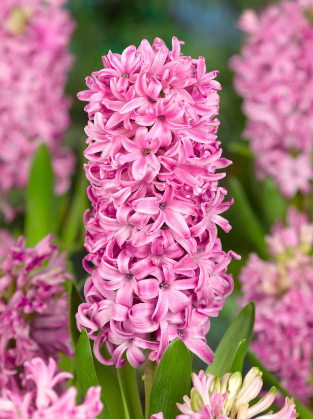 Hyacinthus Pink Pearl Hyacinthus Pink Pearl — Pembe