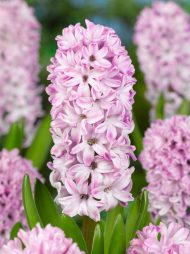 Hyacinthus Splendid Cornelia — Mor