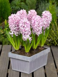 Hyacinthus Splendid Cornelia — Mor