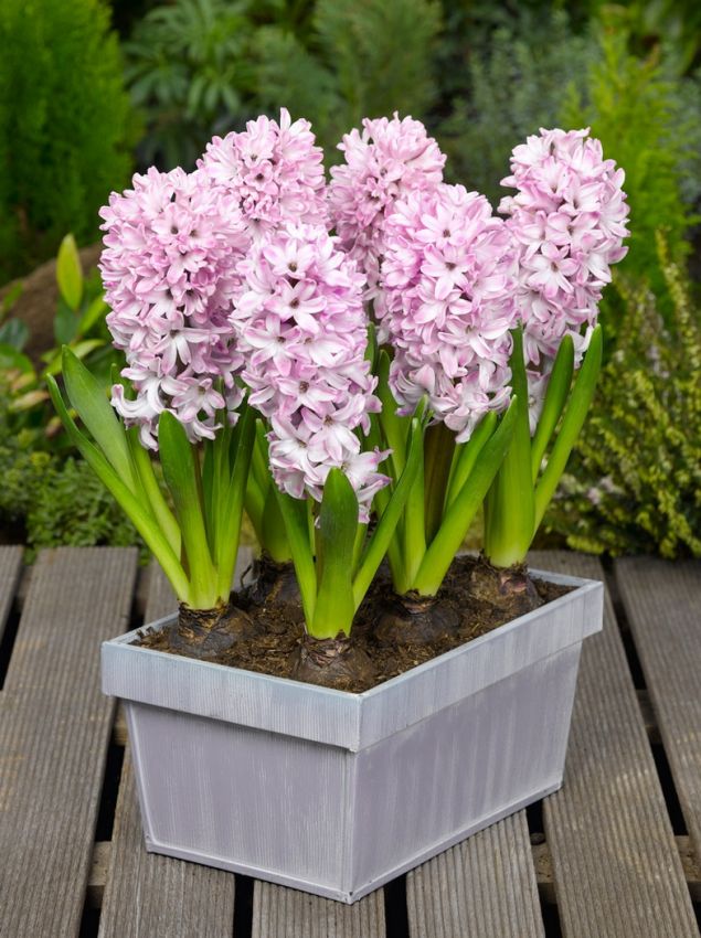 Hyacinthus Splendid Cornelia — Mor