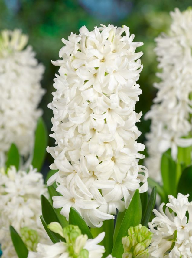 Hyacinthus White Pearl Hyacinthus White Pearl — Beyaz