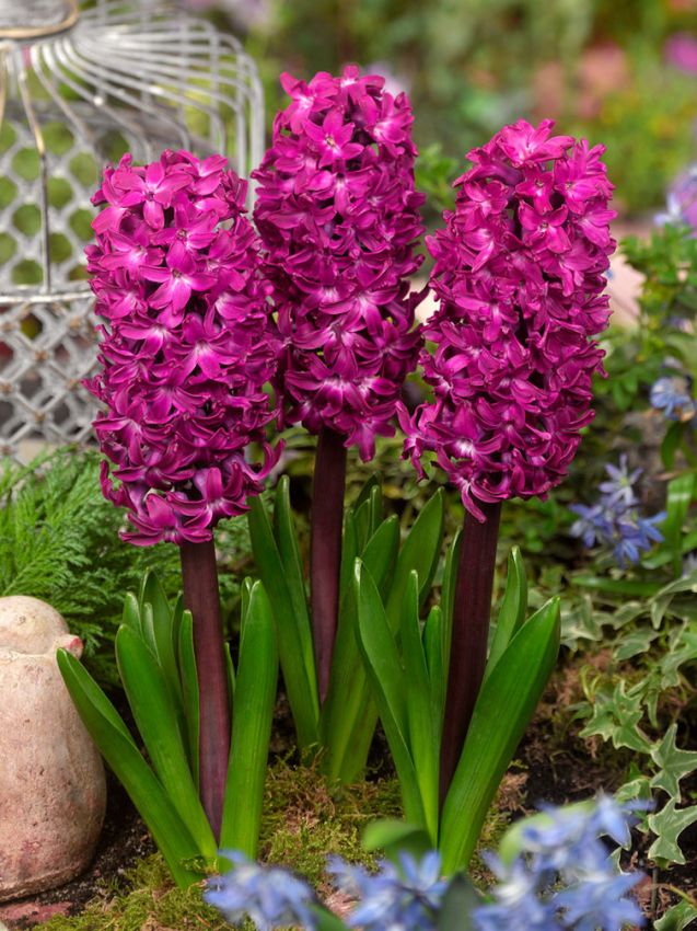 Hyacinthus Woodstock Hyacinthus Woodstock — Mor