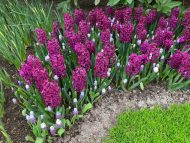 Hyacinthus Woodstock — Mor