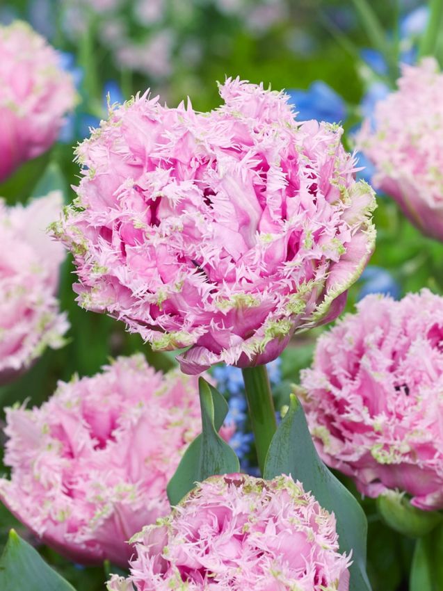 Tulipa Cairns Tulipa Cairns — Pembe