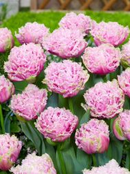Tulipa Cairns — Pembe
