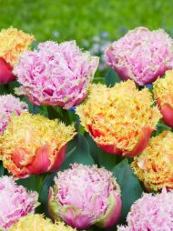 Tulipa Cairns — Pembe