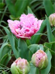 Tulipa Cairns — Pembe