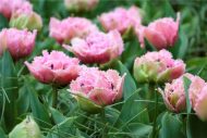 Tulipa Cairns — Pembe