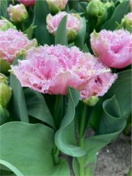 Tulipa Cairns — Pembe