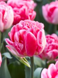 Tulipa Foxtrot — Pembe
