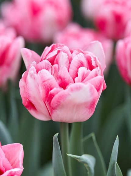 Tulipa Foxtrot — Pembe