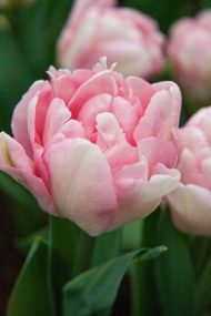 Tulipa Foxtrot — Pembe