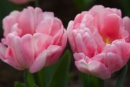 Tulipa Foxtrot — Pembe
