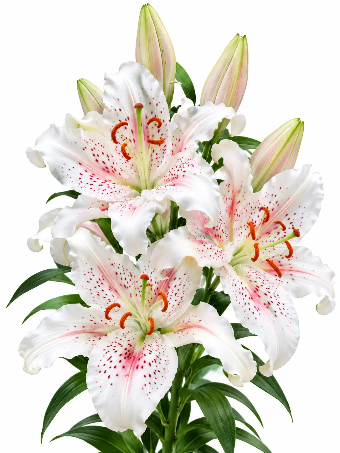 a3ff7512-66c8-4c37-929f-1392a7872a36 Lilium Muscadet - Görsel 1