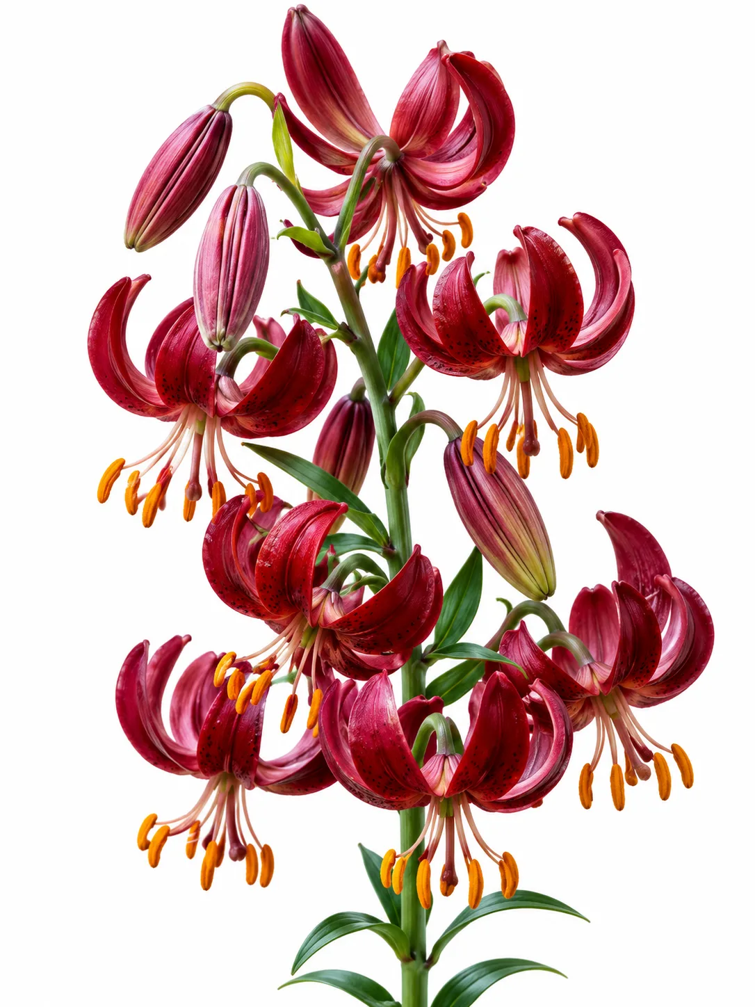 b7e61166-ccec-4396-978d-dd58ac1af12b Lilium Claude Shride Martagon - Görsel 1
