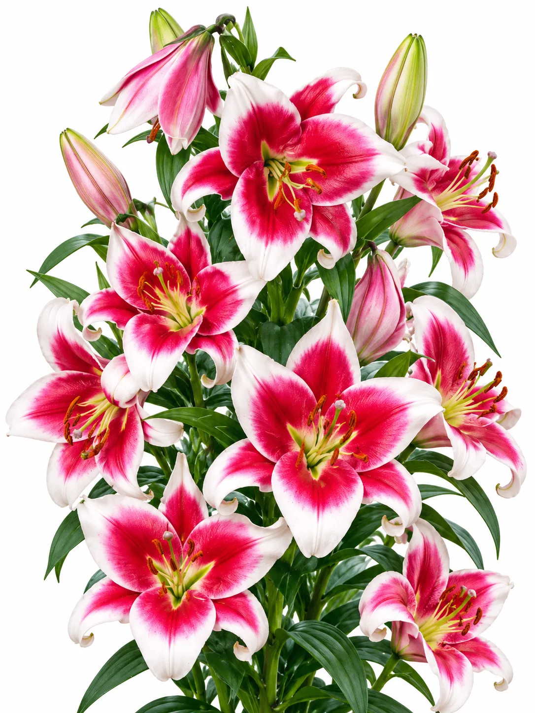 cf73a582-7ffb-419b-9e8e-2b9f25f62f25 Lilium Friso - Görsel 1