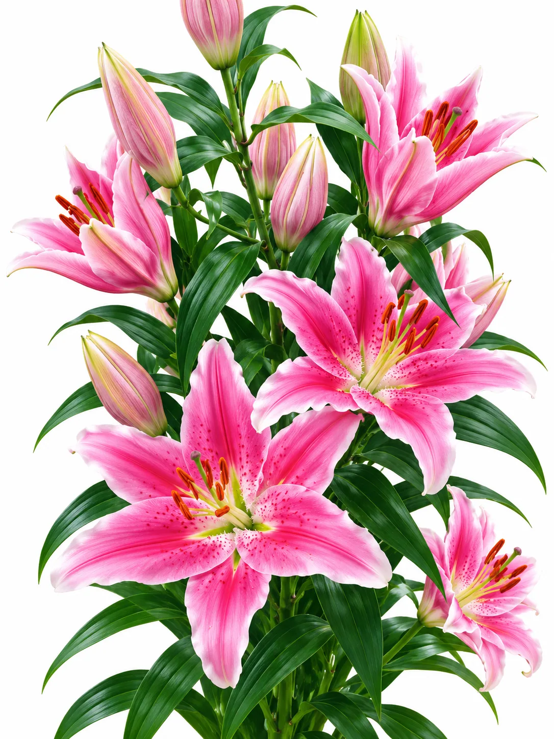 d34d3f47-86c2-420e-b6bf-6b98786eb816 Lilium Sorbonne - Görsel 1