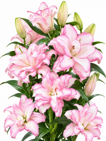 Lilium Roselily Anouska