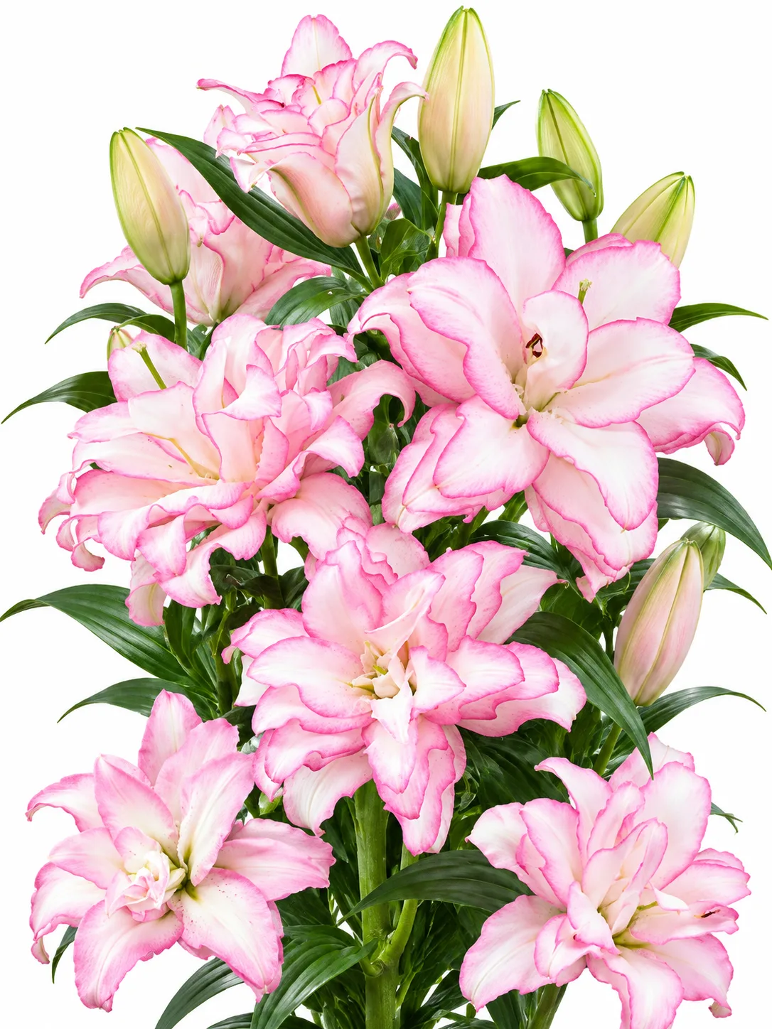 e8b9549f-342d-4792-90f3-921cec8fd242 Lilium Roselily Anouska - Görsel 1