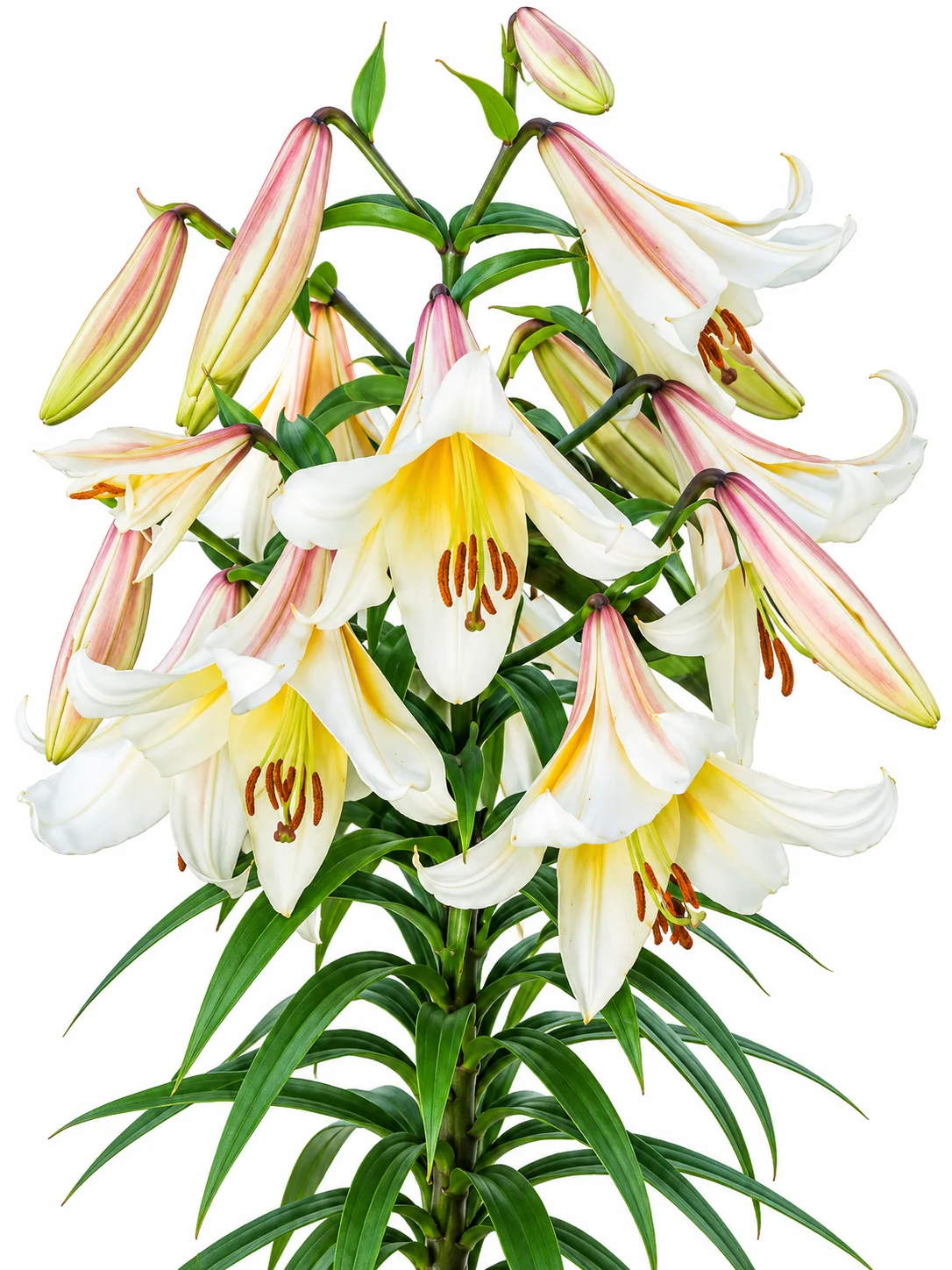 ecc626b5-7e6c-48f6-aeb5-02e4db3c1b4f Lilium Beijing Moon - Görsel 1