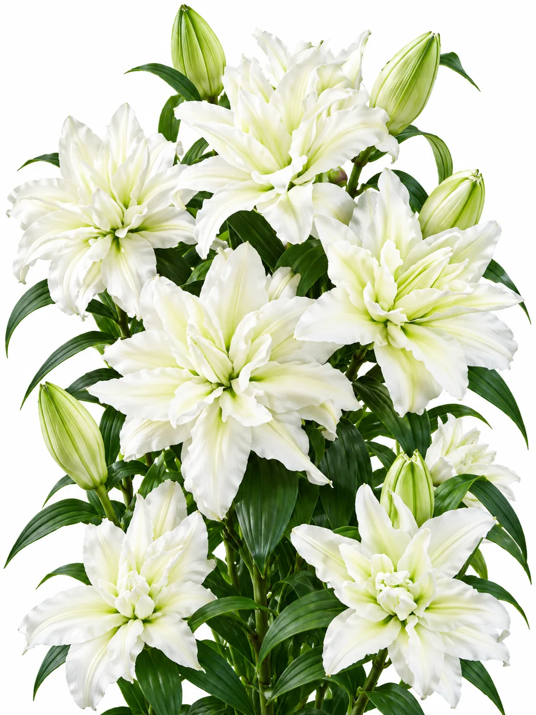 f8678fdc-60a4-470c-bb43-219ae0108156 Lilium Roselily Aisha - Görsel 1