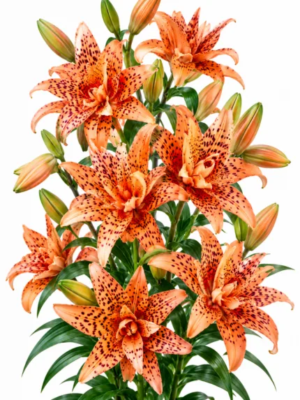 Lilium Flore Pleno