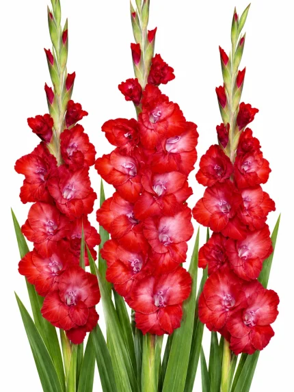 Gladiolus Amiga — beyaz arka planda çiçek