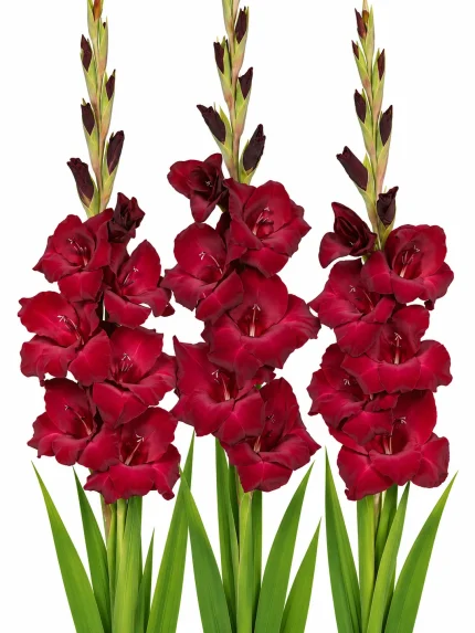 Gladiolus At Night — beyaz arka planda çiçek